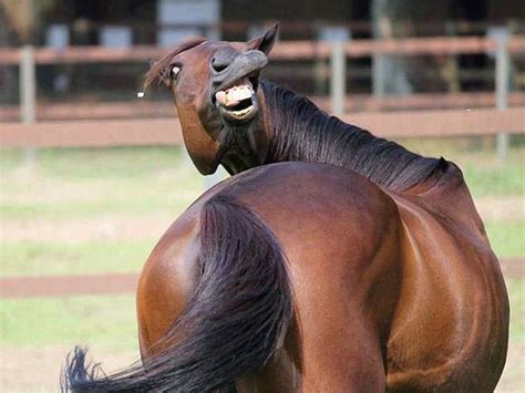 20,000+ Free Horse Funny & Horse Photos